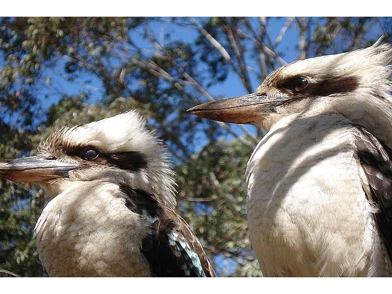 36 Xanadu Drive, Bellmere QLD 4510