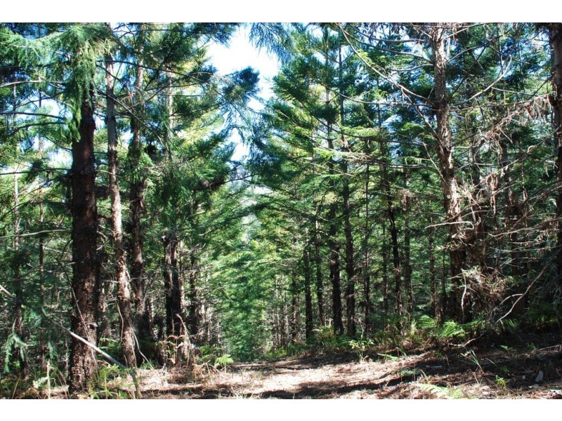 Murwillumbah NSW 2484