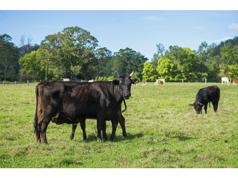 Chillingham NSW 2484