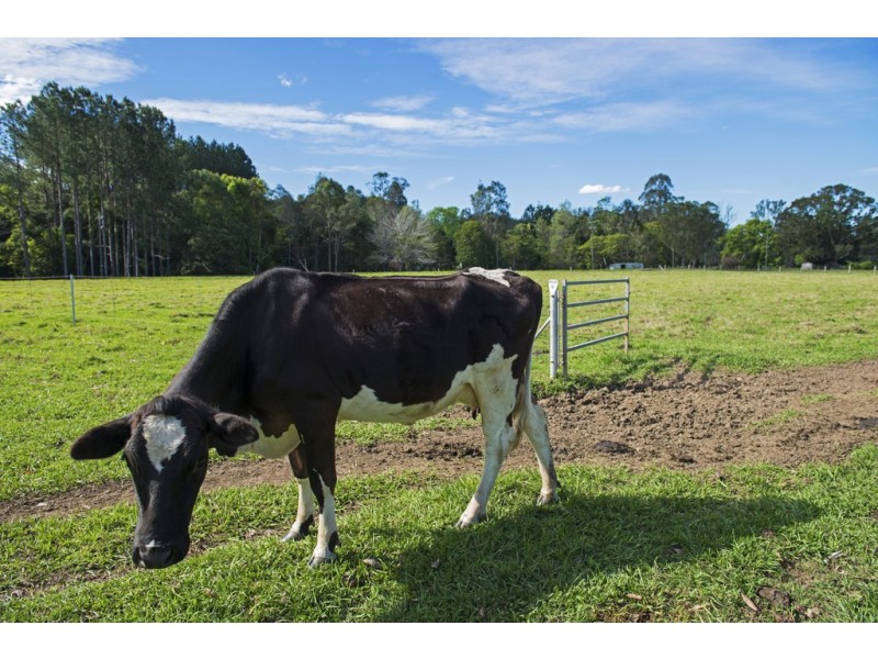 Chillingham NSW 2484