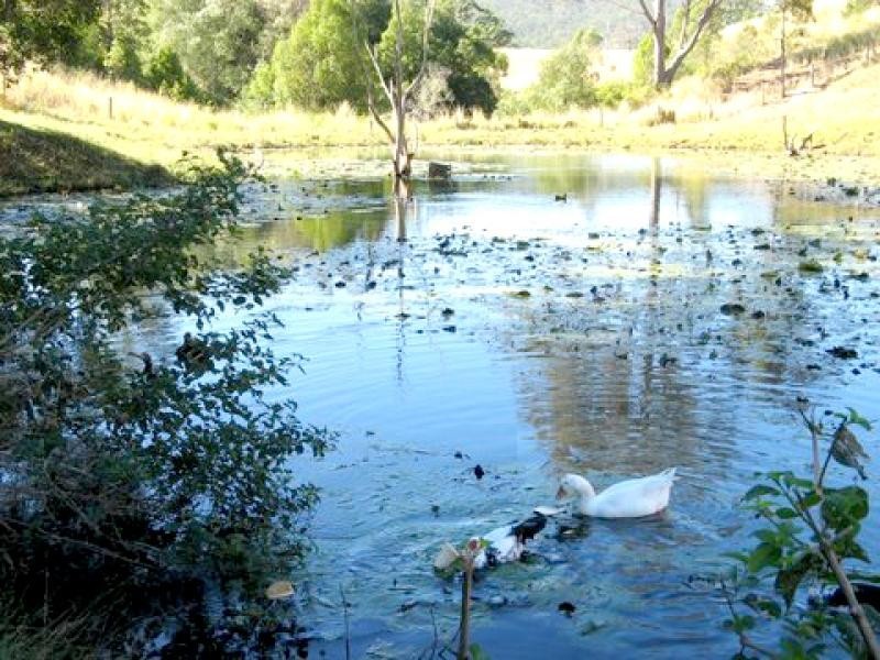 Tyalgum NSW 2484