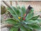Crystal Creek NSW 2484