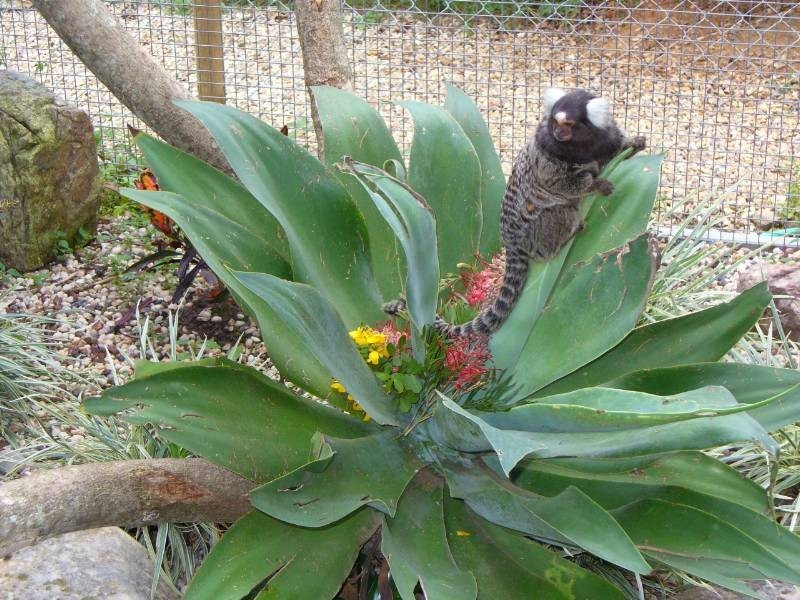 Crystal Creek NSW 2484
