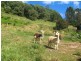 Crystal Creek NSW 2484