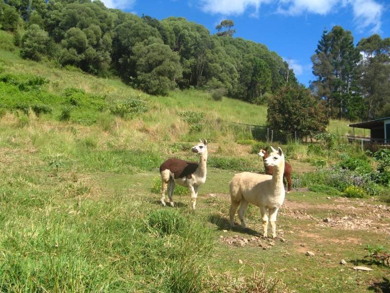 Crystal Creek NSW 2484