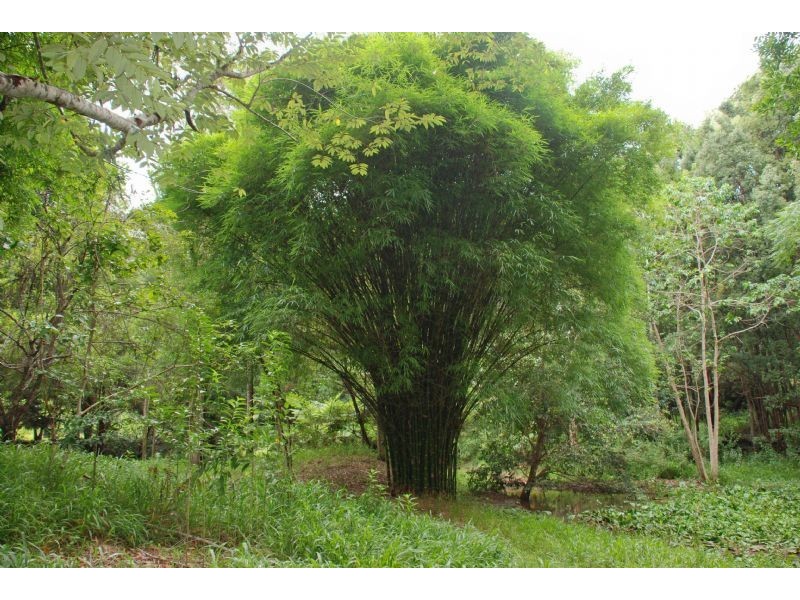 114 Braeside Drive, Uki NSW 2484