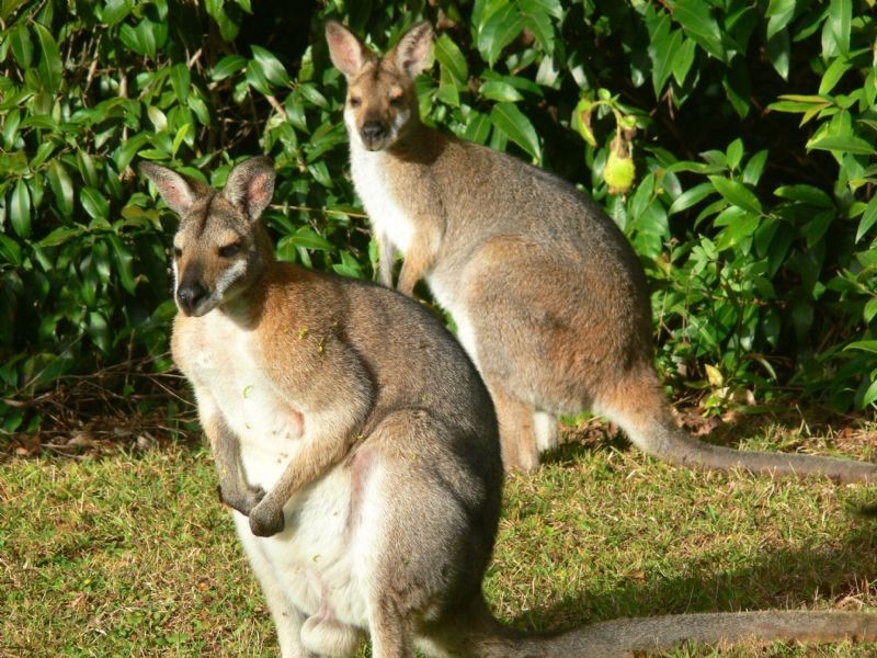 Hopkins Creek NSW 2484