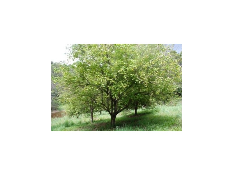 Crystal Creek NSW 2484