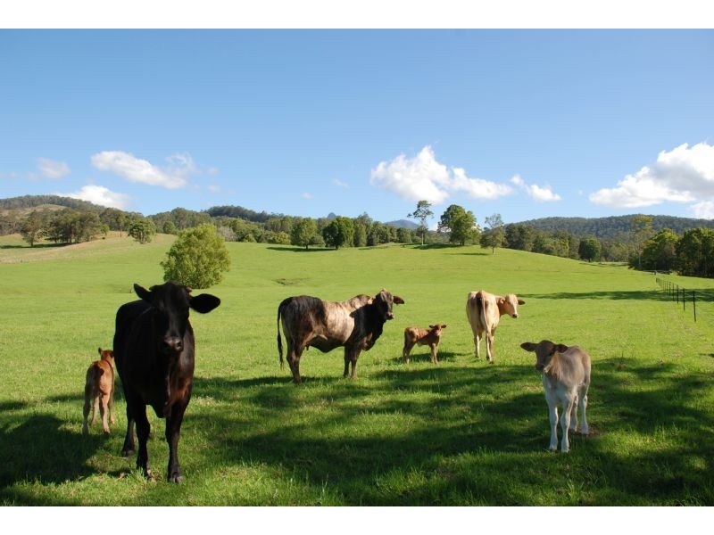 Chillingham NSW 2484