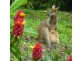 Burringbar NSW 2483