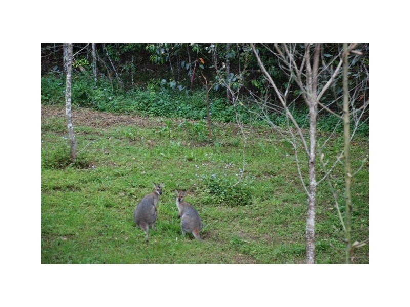 1185 Tyalgum Road, Tyalgum NSW 2484