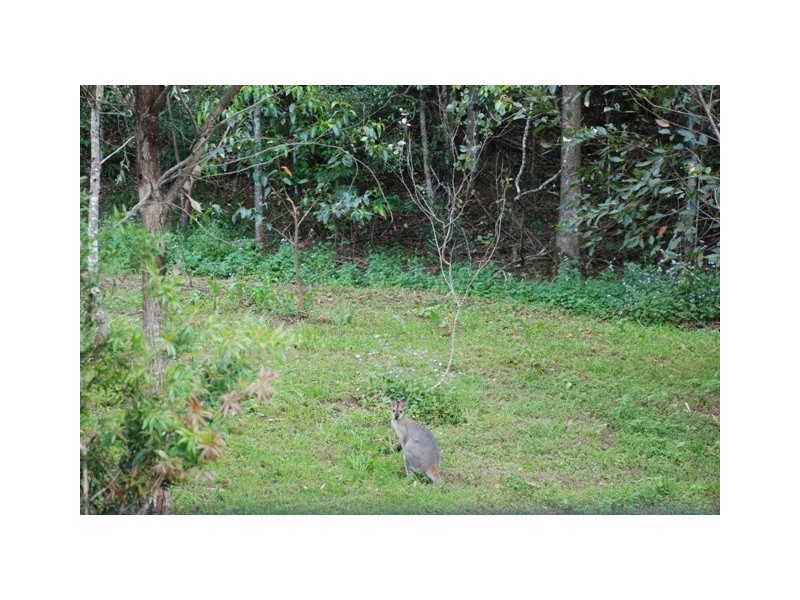 1185 Tyalgum Road, Tyalgum NSW 2484