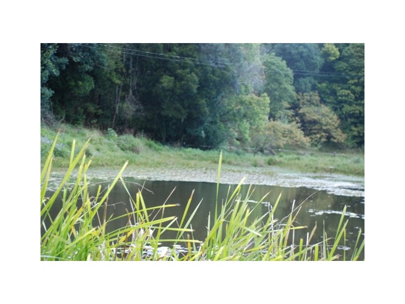 1185 Tyalgum Road, Tyalgum NSW 2484