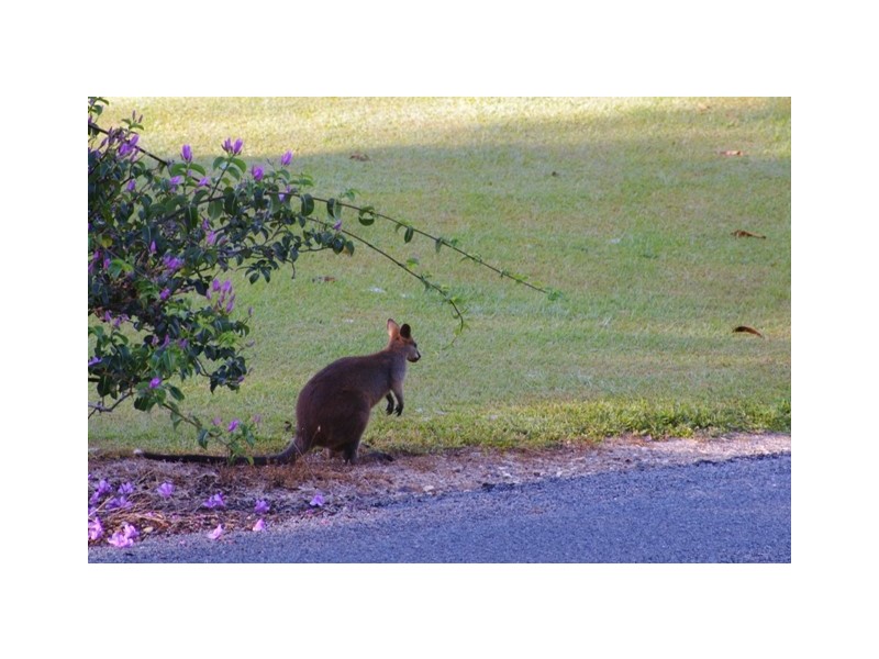 Murwillumbah NSW 2484