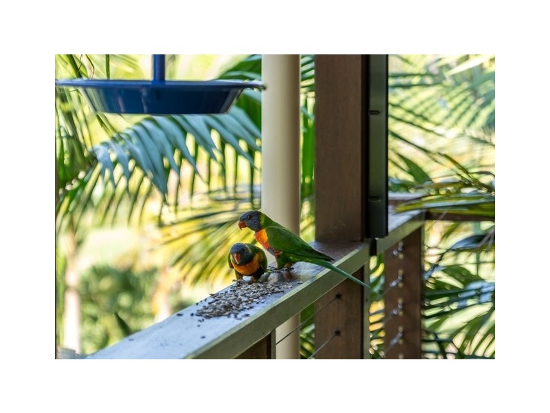 Nobbys Creek NSW 2484