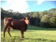 147 Pottsville Road, Mooball NSW 2483