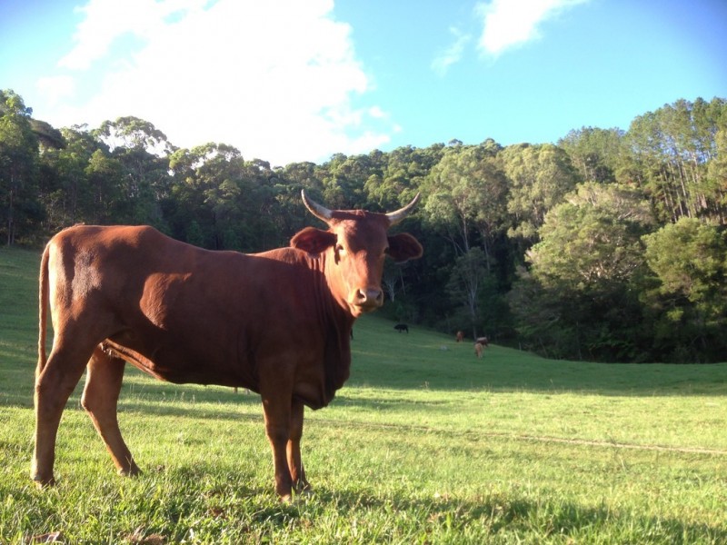 147 Pottsville Road, Mooball NSW 2483