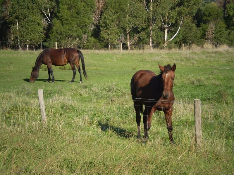 Lot 1/ Levett Road, Kersbrook SA 5231