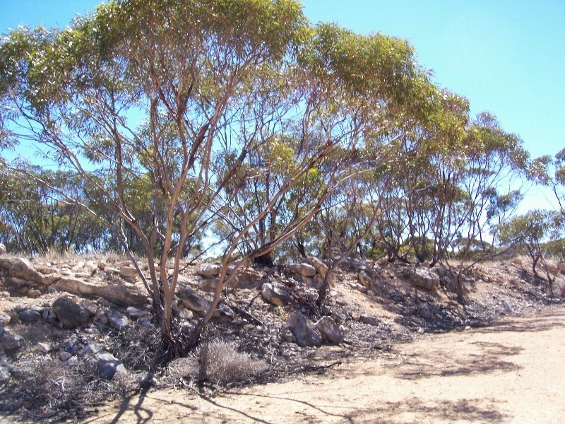 Lot 8 Cockshell Road, Bowhill SA 5238