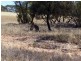 Lot 8 Cockshell Road, Bowhill SA 5238
