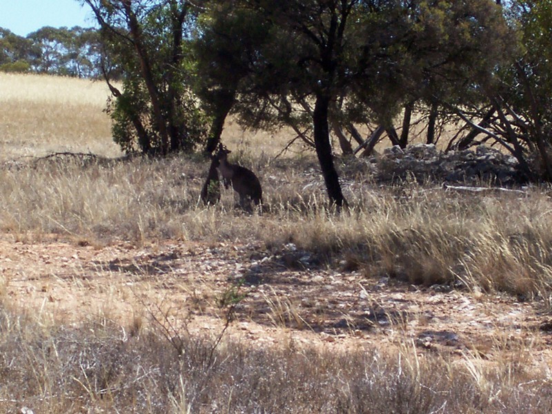 Lot 8 Cockshell Road, Bowhill SA 5238