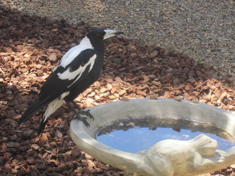 8 Hakea Street, Surrey Downs SA 5126