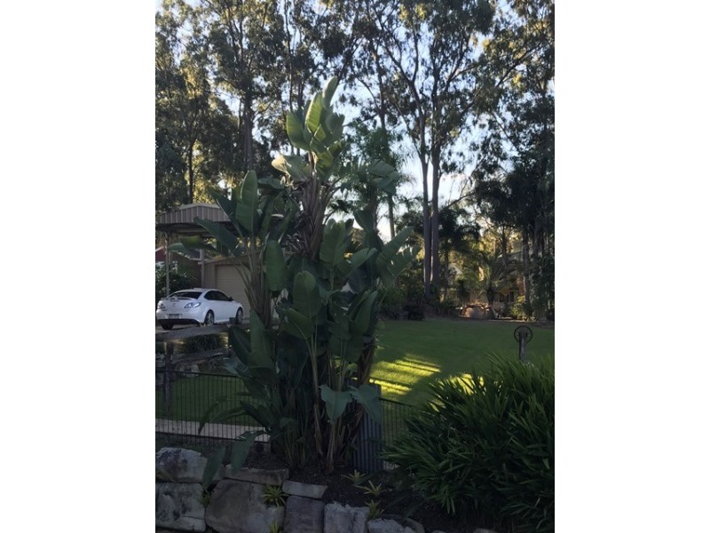 59 Brodzig Street, Chuwar QLD 4306