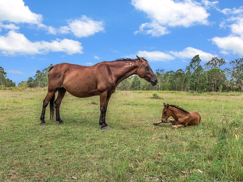 53-149 Waters Road, Calvert QLD 4340