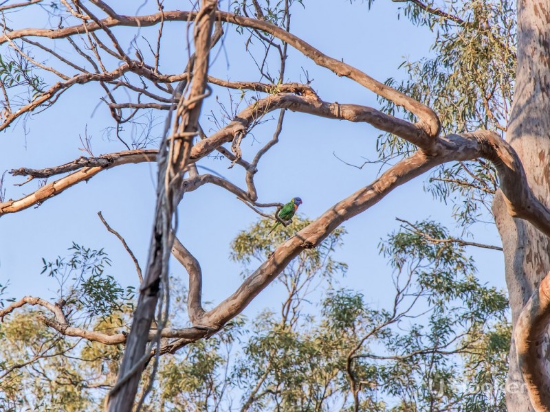 Proposed Lot20 Clarendon Rd, Rifle Range QLD 4311