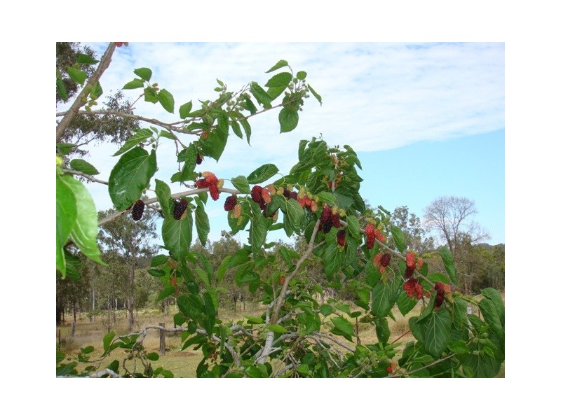 53 Randalls Road, Fairney View QLD 4306