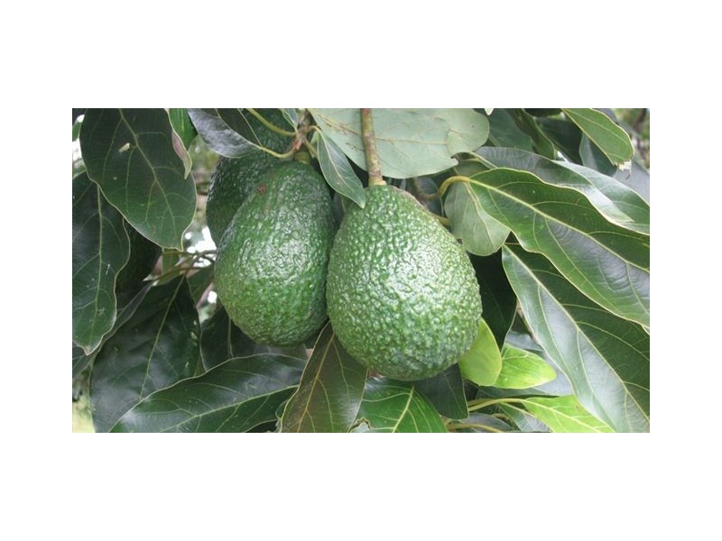 45 Mount Binga Rd, Mount Binga QLD 4306