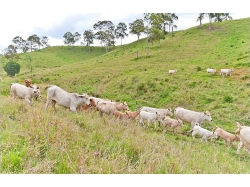 267 Laceys Creek Rd, Dayboro QLD 4521