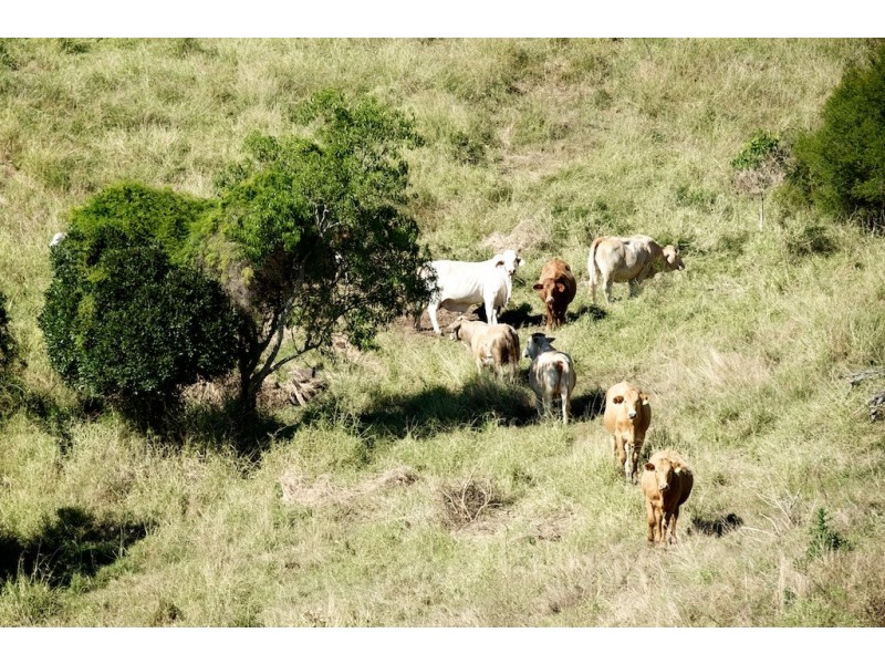 288 Glamorgan Vale Rd, Glamorgan Vale QLD 4306