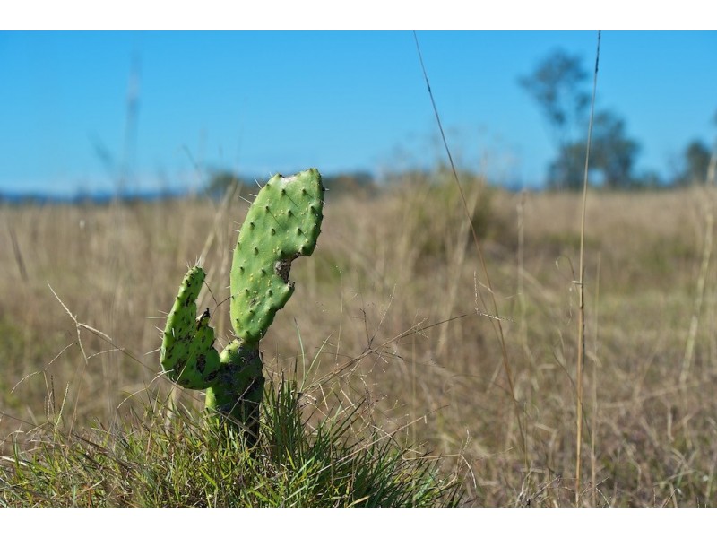 Lot 155 Vineyard Road, Coominya QLD 4311