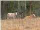 Lot 7 Fox’s Road, Buaraba QLD 4311