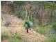 337 Englands Creek Rd, England Creek QLD 4306