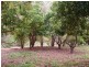 337 Englands Creek Rd, England Creek QLD 4306