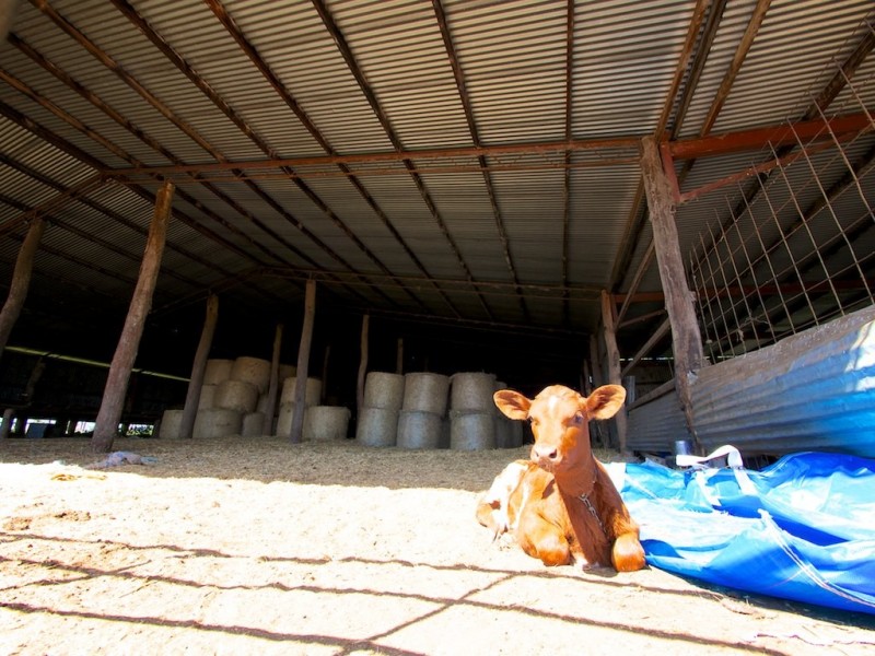 256 Rifle Range Rd, Rifle Range QLD 4311