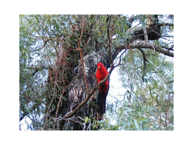 75 Farrell Road, Pine Mountain QLD 4306