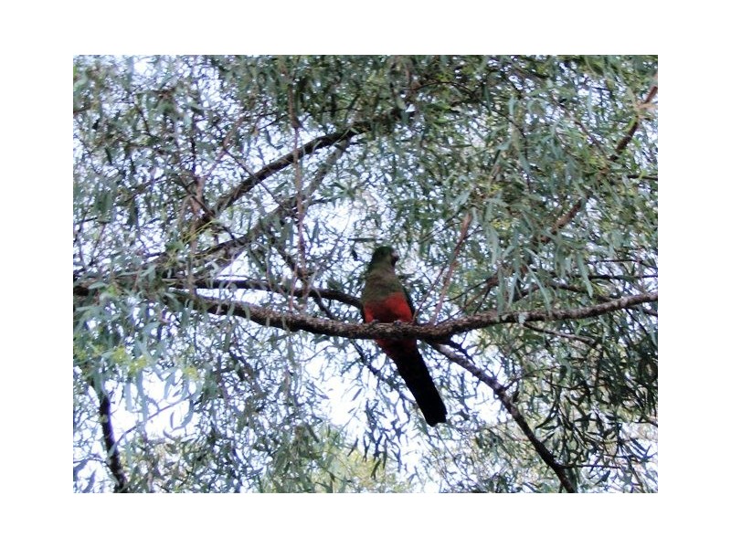 75 Farrell Road, Pine Mountain QLD 4306