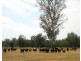 801 Rocky Gully Rd, Atkinsons Dam QLD 4311