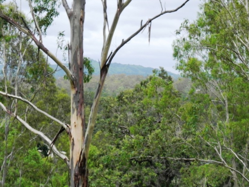 Lot 86 Aspera Court, Fernvale QLD 4306