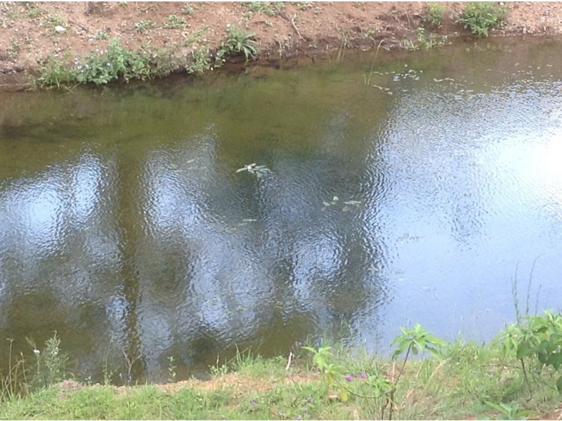 Lot 8 Banks Creek Road, Banks Creek QLD 4306