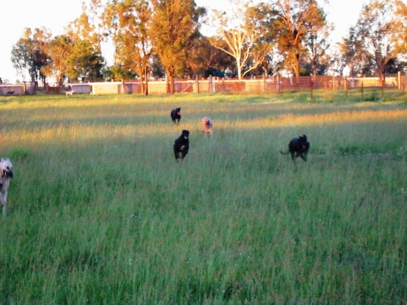 161 Watsons Road, Mount Tarampa QLD 4311