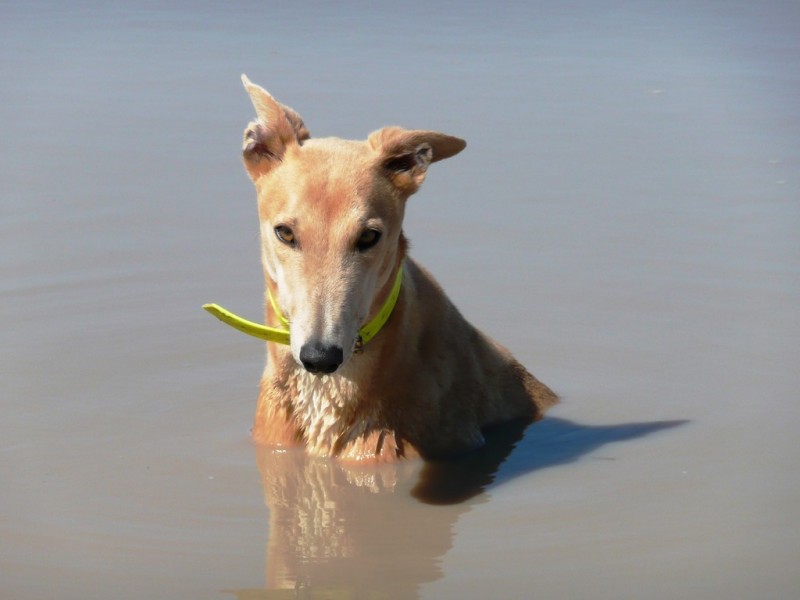 161 Watsons Road, Mount Tarampa QLD 4311