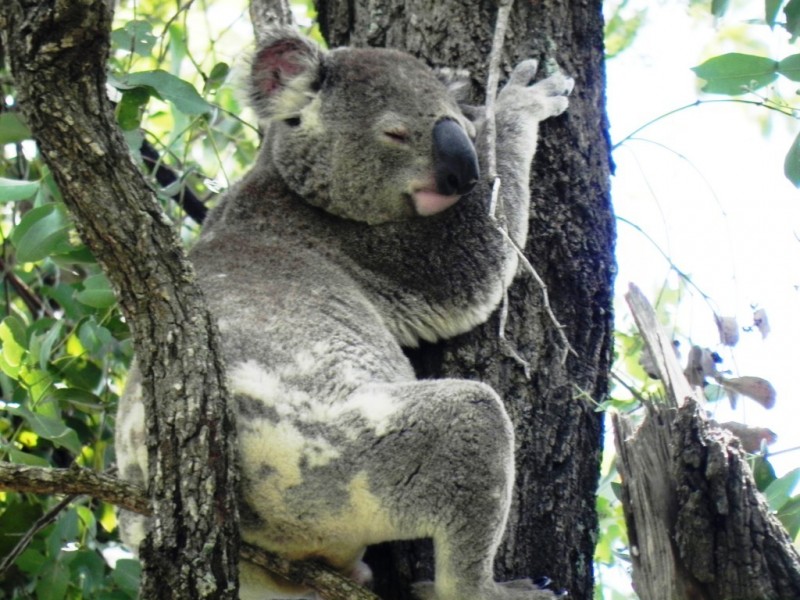 161 Watsons Road, Mount Tarampa QLD 4311