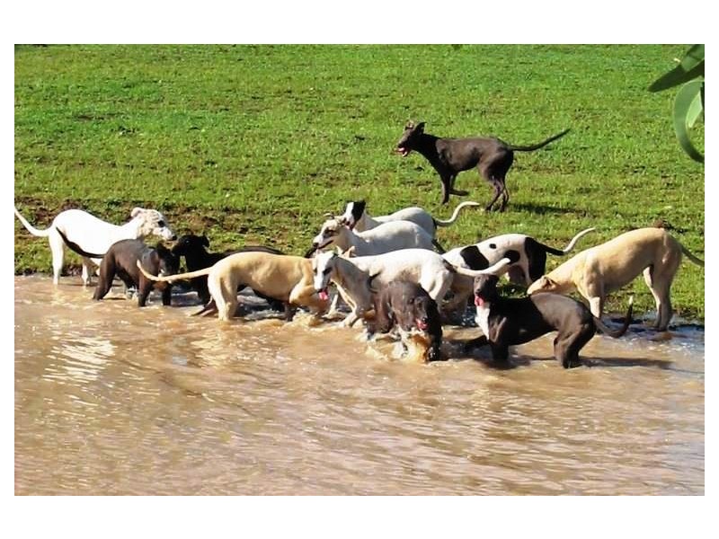 161 Watsons Road, Mount Tarampa QLD 4311