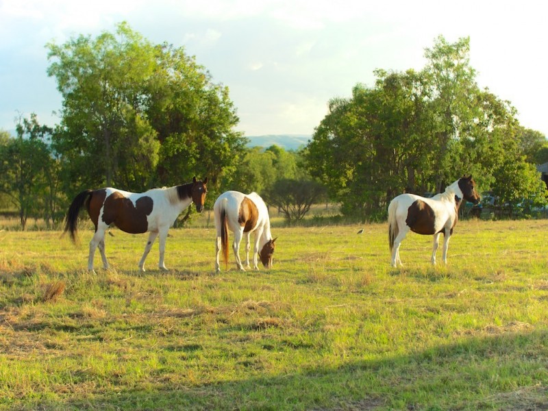 Lot 6 Pats Road, Plainland QLD 4341