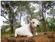 300 PINE MOUNTAIN ROAD, Muirlea QLD 4306
