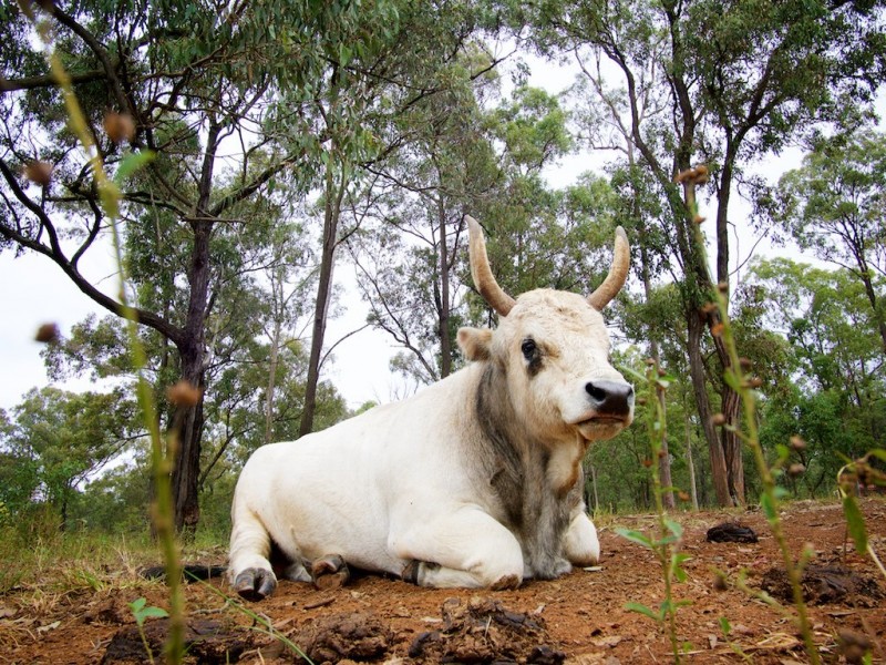 300 PINE MOUNTAIN ROAD, Muirlea QLD 4306